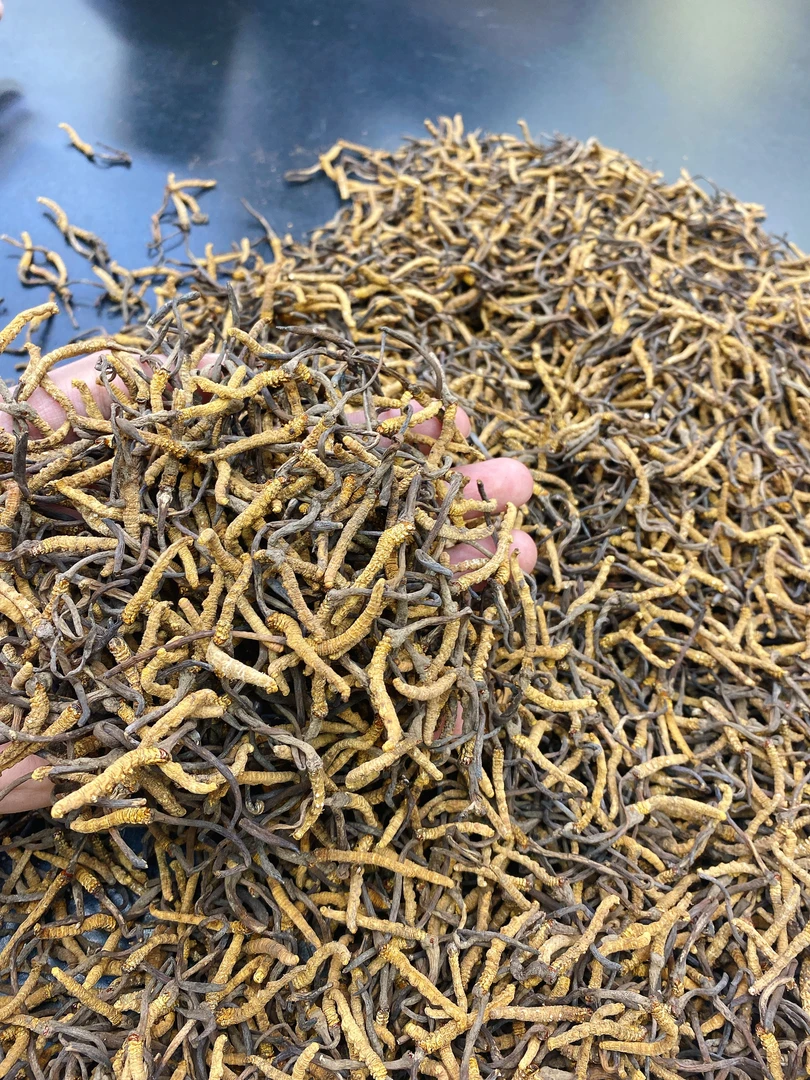 【飞飞精选】玉树大自然高原草（一克7.5条） 煲汤汤料可搭配山药
