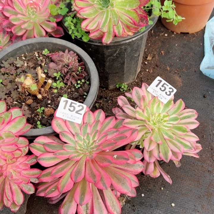 俊*152-153多肉植物、两颗、带土球发
