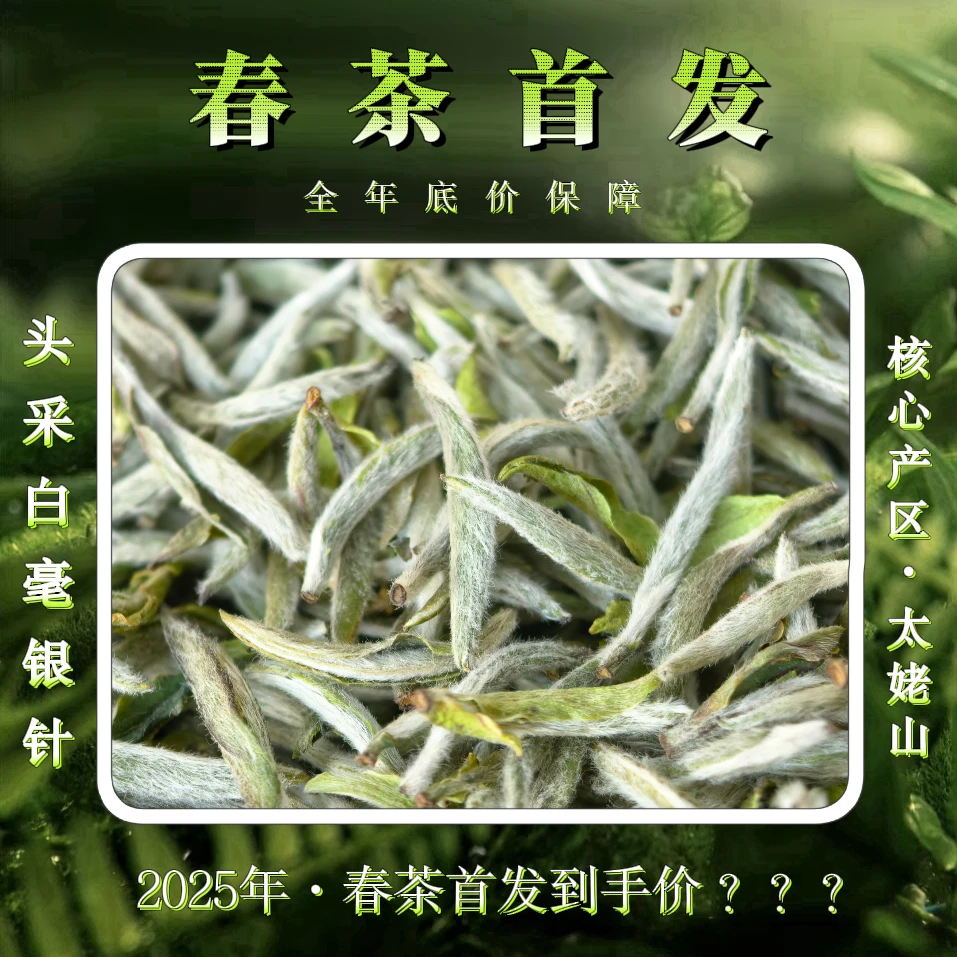 2025头采白毫银针 太姥山高山生态茶园 传统日晒古法碳焙福鼎白茶