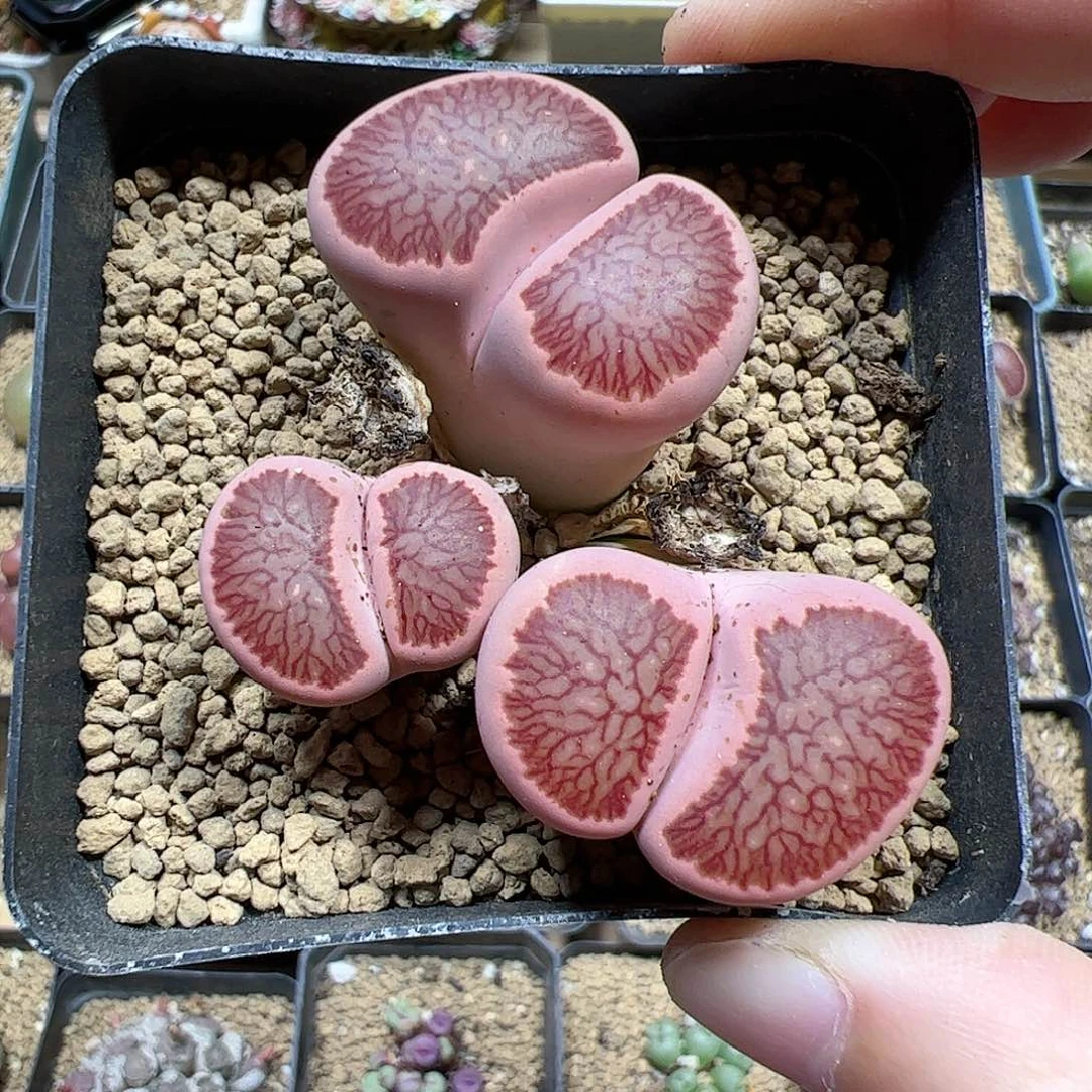 【闪购商品】277 粉菊