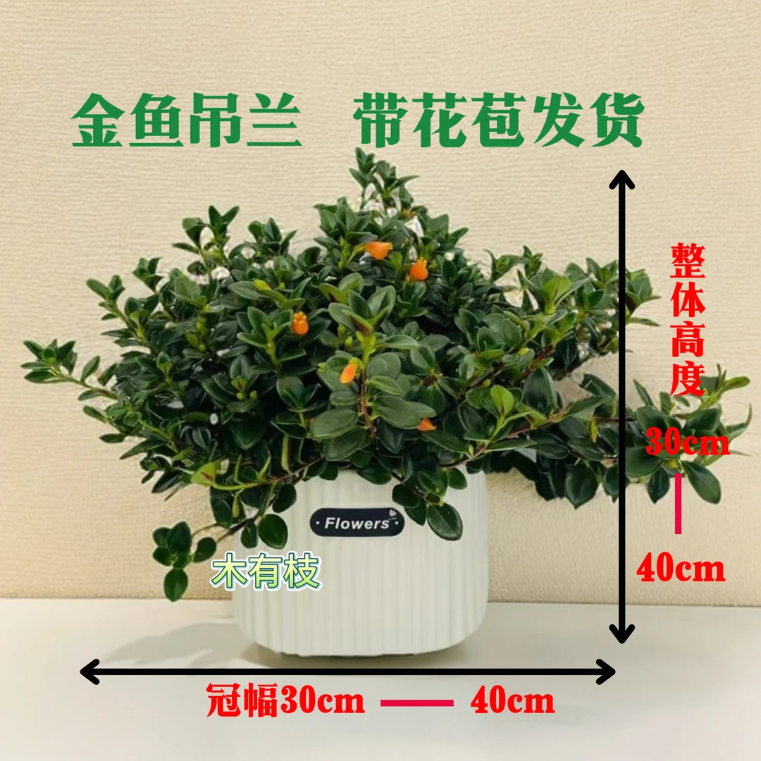 金鱼花盆栽植物室内阳台盆栽花耐旱植物基地原盆原土发货带小花苞