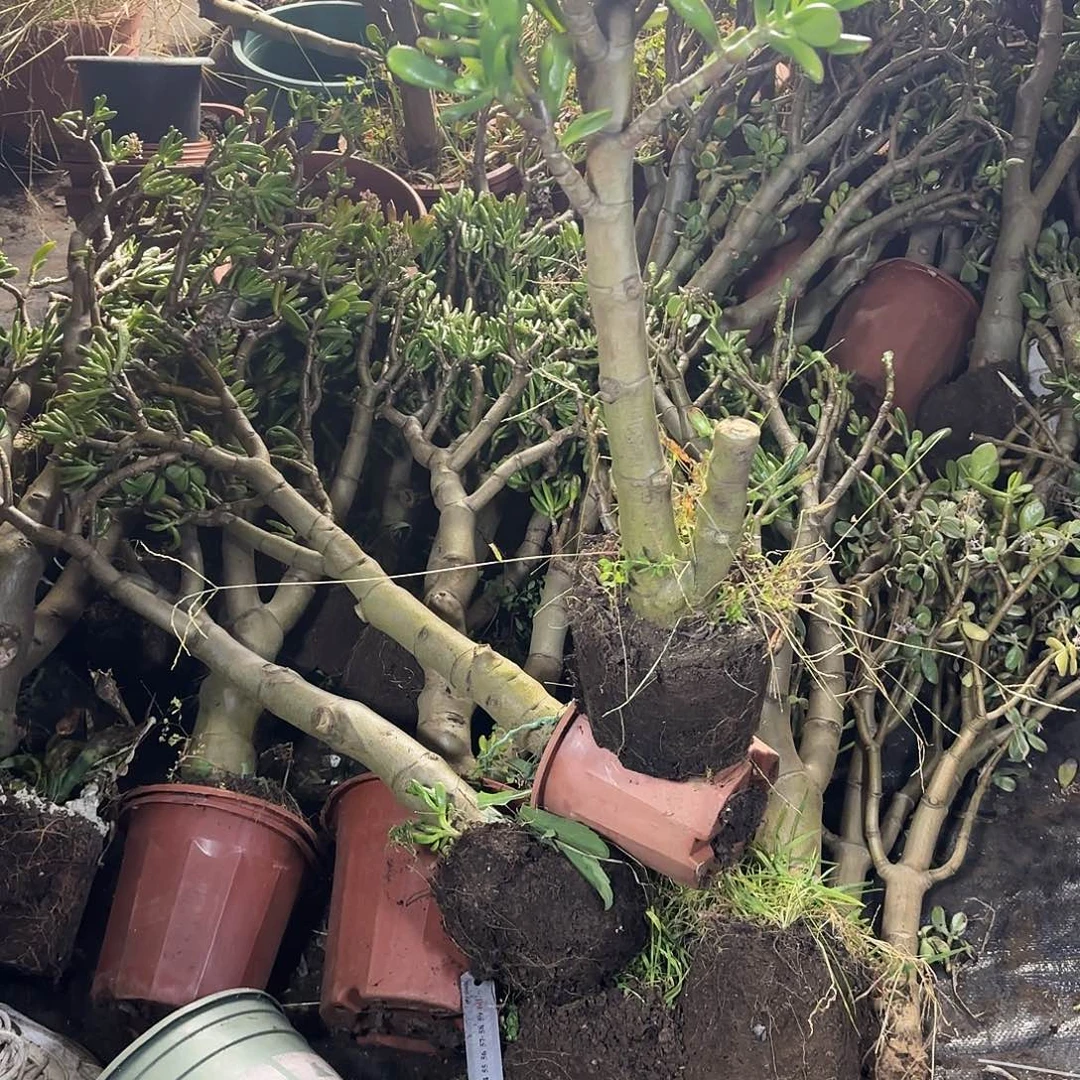 巴***一4116铲月吸财树带土球发货