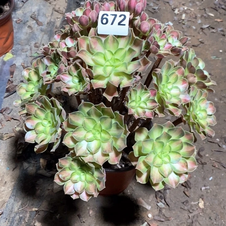 法师植物一物一拍672
