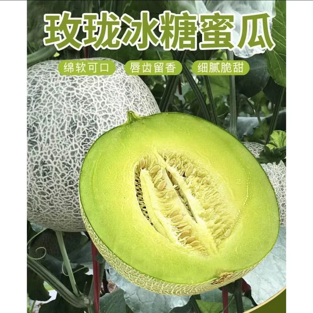 【菜乡商贸】山东海阳网纹蜜瓜冰淇淋口感香甜多汁带箱5斤装