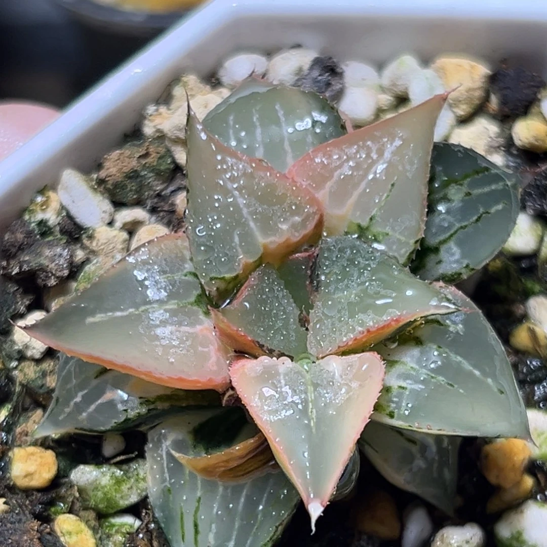 恭喜发财大吉大利0008