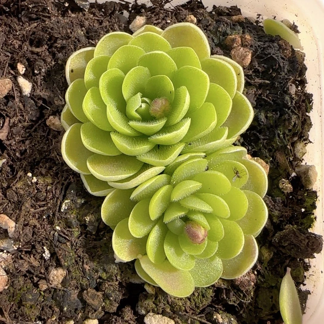 多肉0103-166捕虫堇