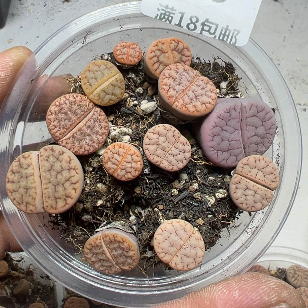 【闪购商品】 615。