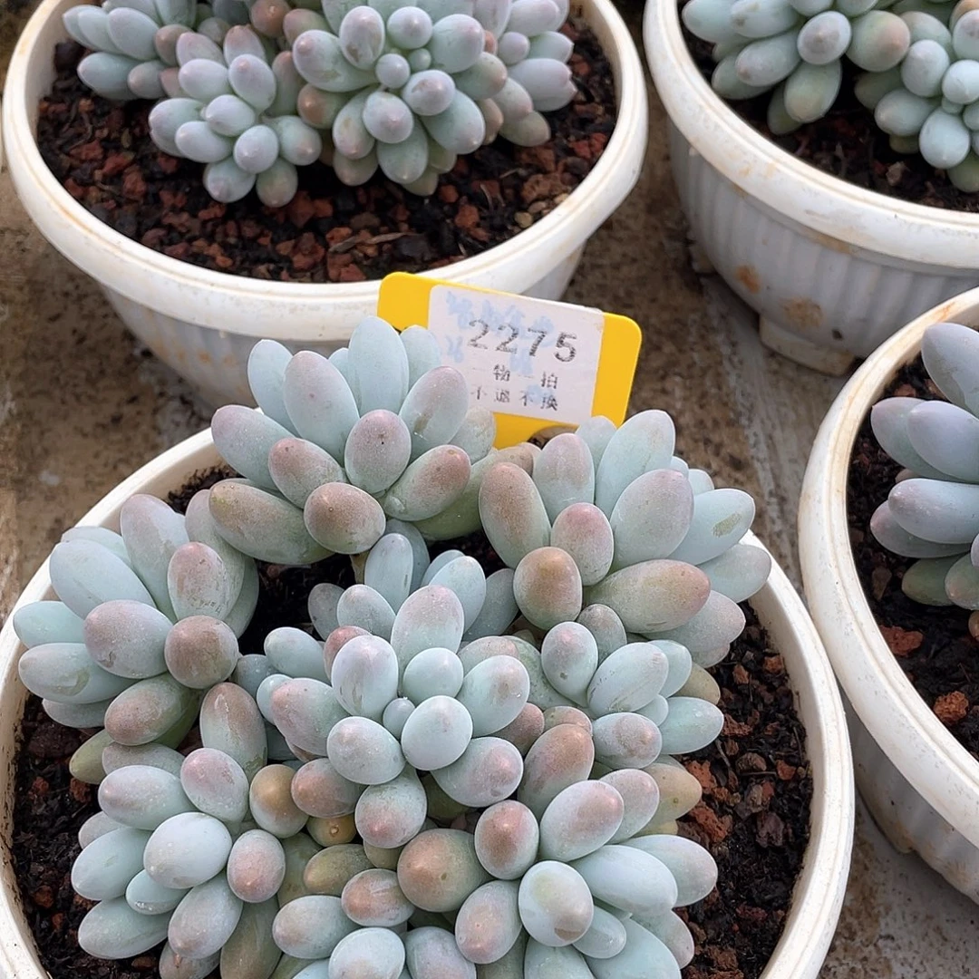 有***西汤圆多头群生2275号