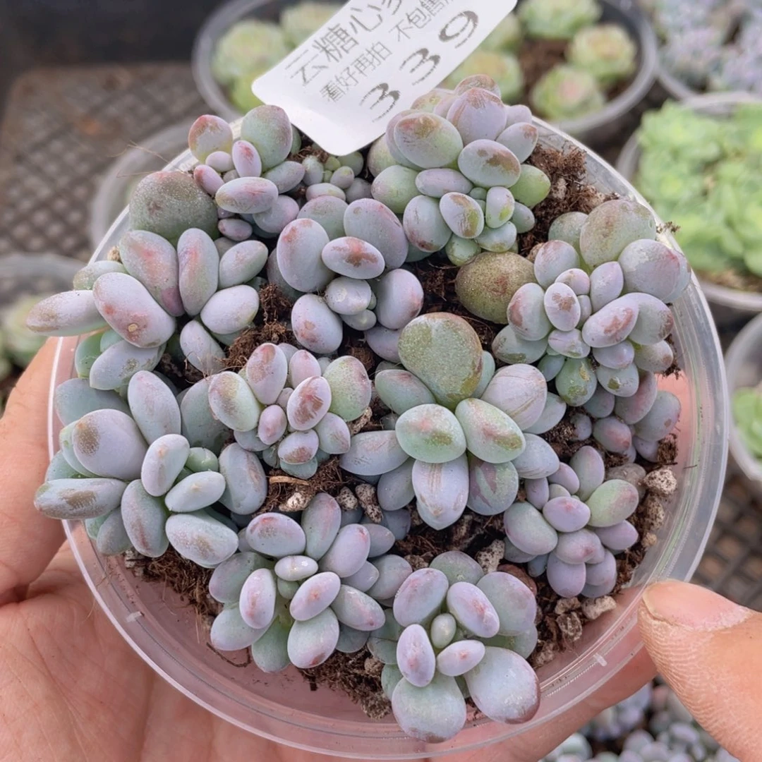 云糖心多肉植物339