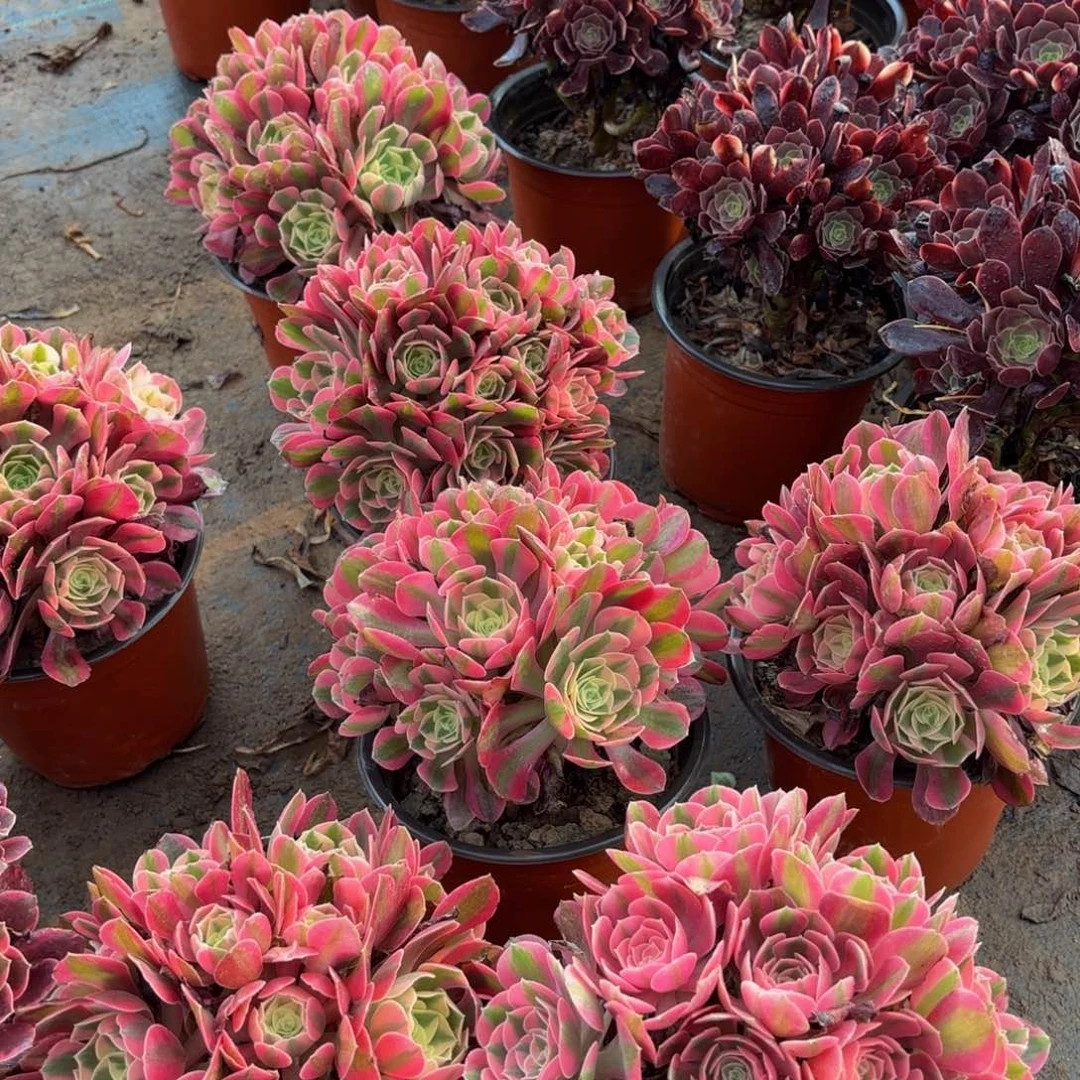 粉女巫绣球9.9多肉植物