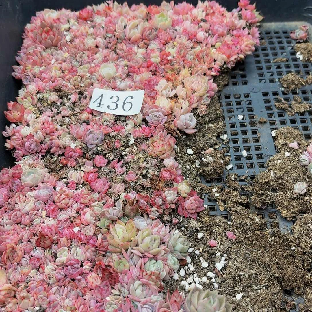 多肉植物多肉植物436