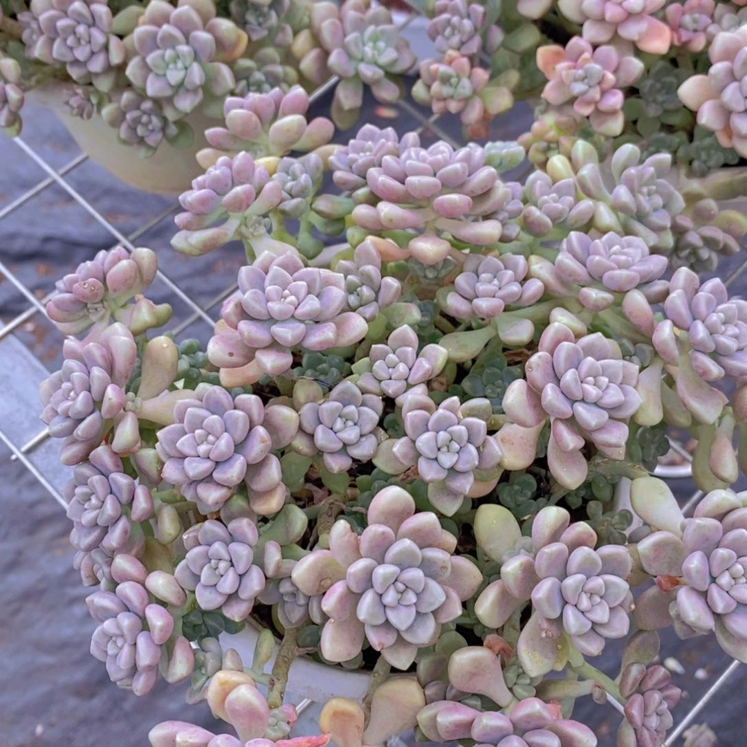 丸叶姬秋丽多头群生带盆土