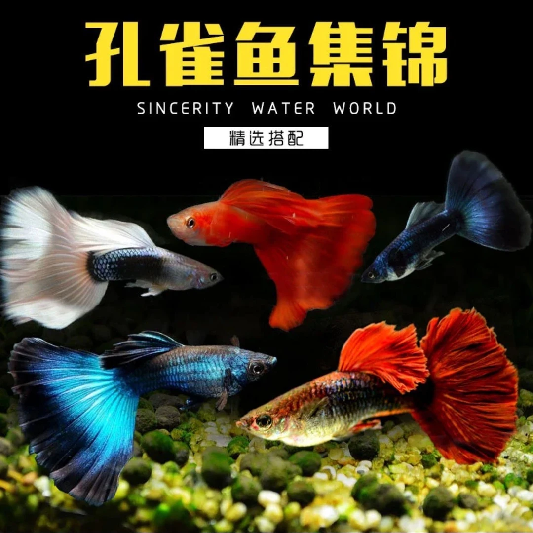 孔雀鱼小鱼纯种热带淡水小型好养金鱼耐活凤尾鱼苗观赏鱼孕母