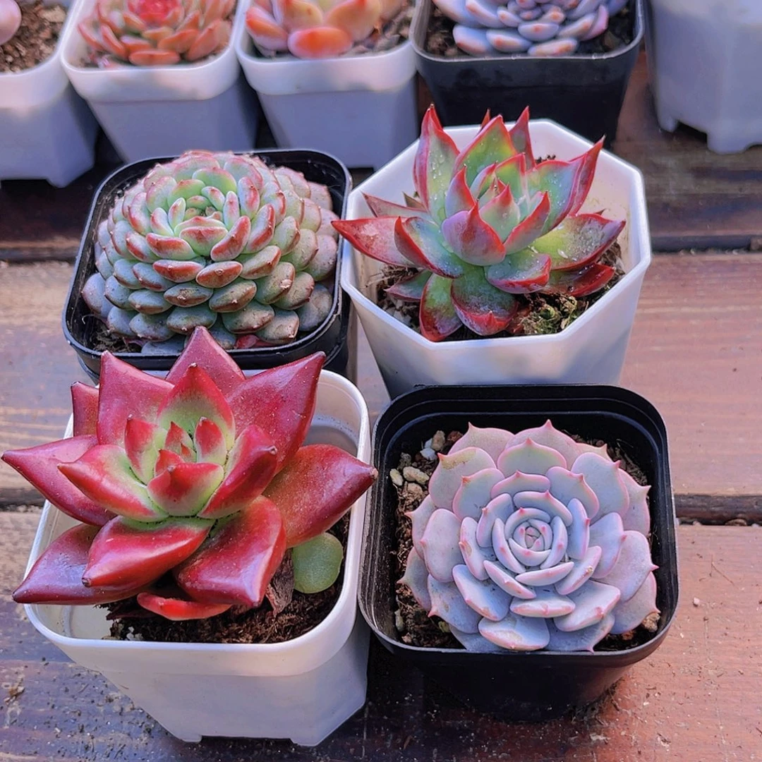 露娜莲➕罗卡➕白胖子➕惊鸿仙子