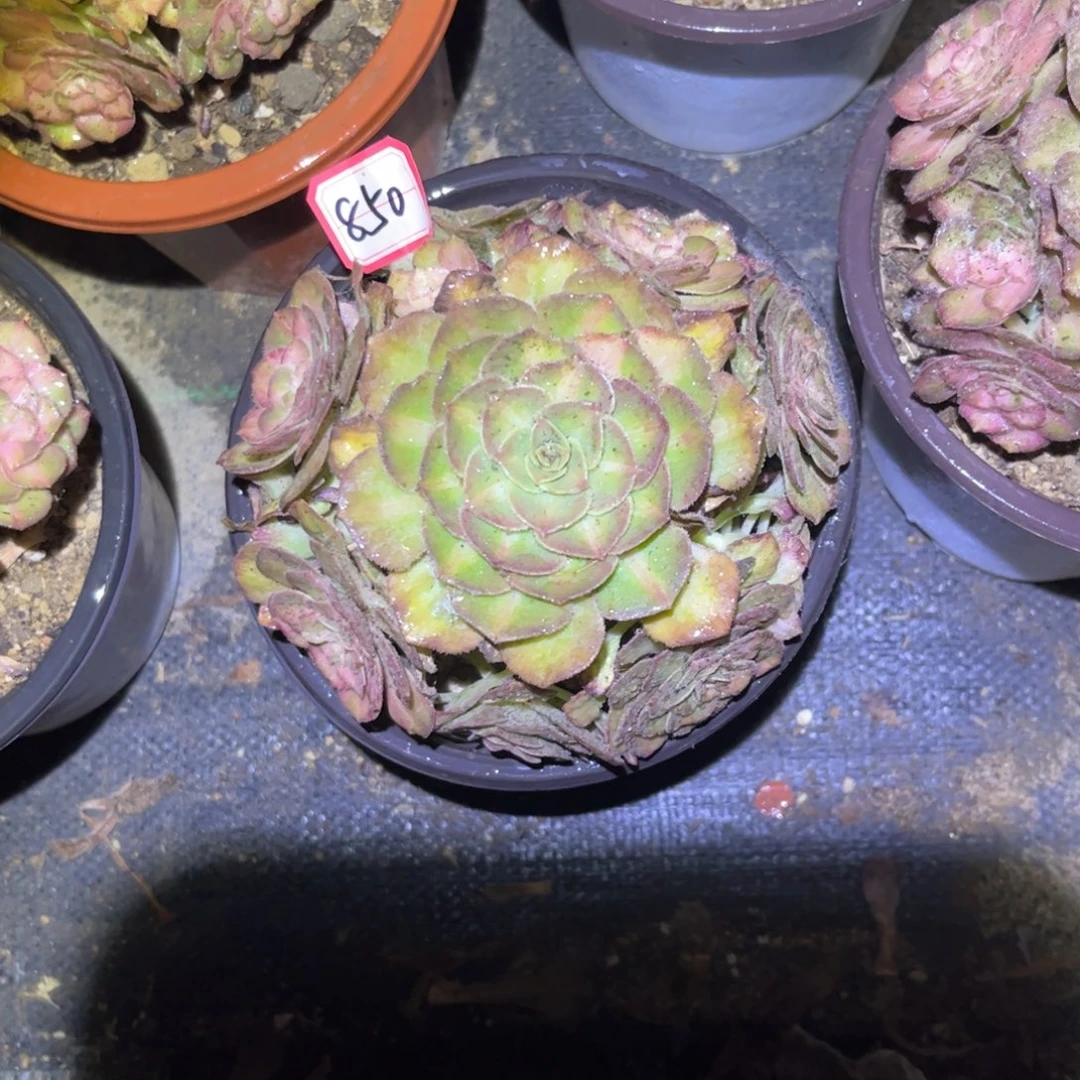 850多肉植物海王七彩