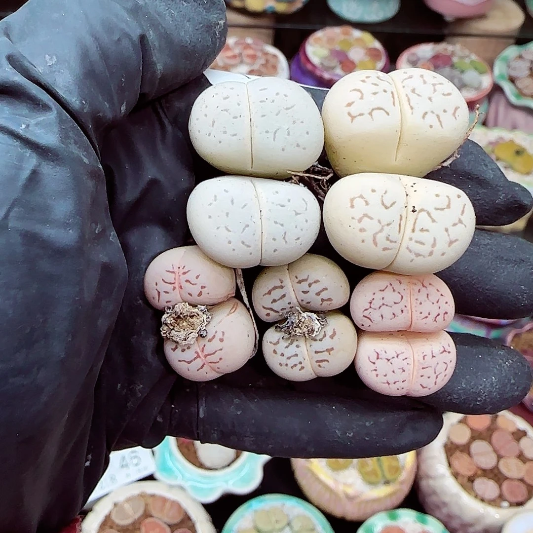 生石花满18包邮1218-52