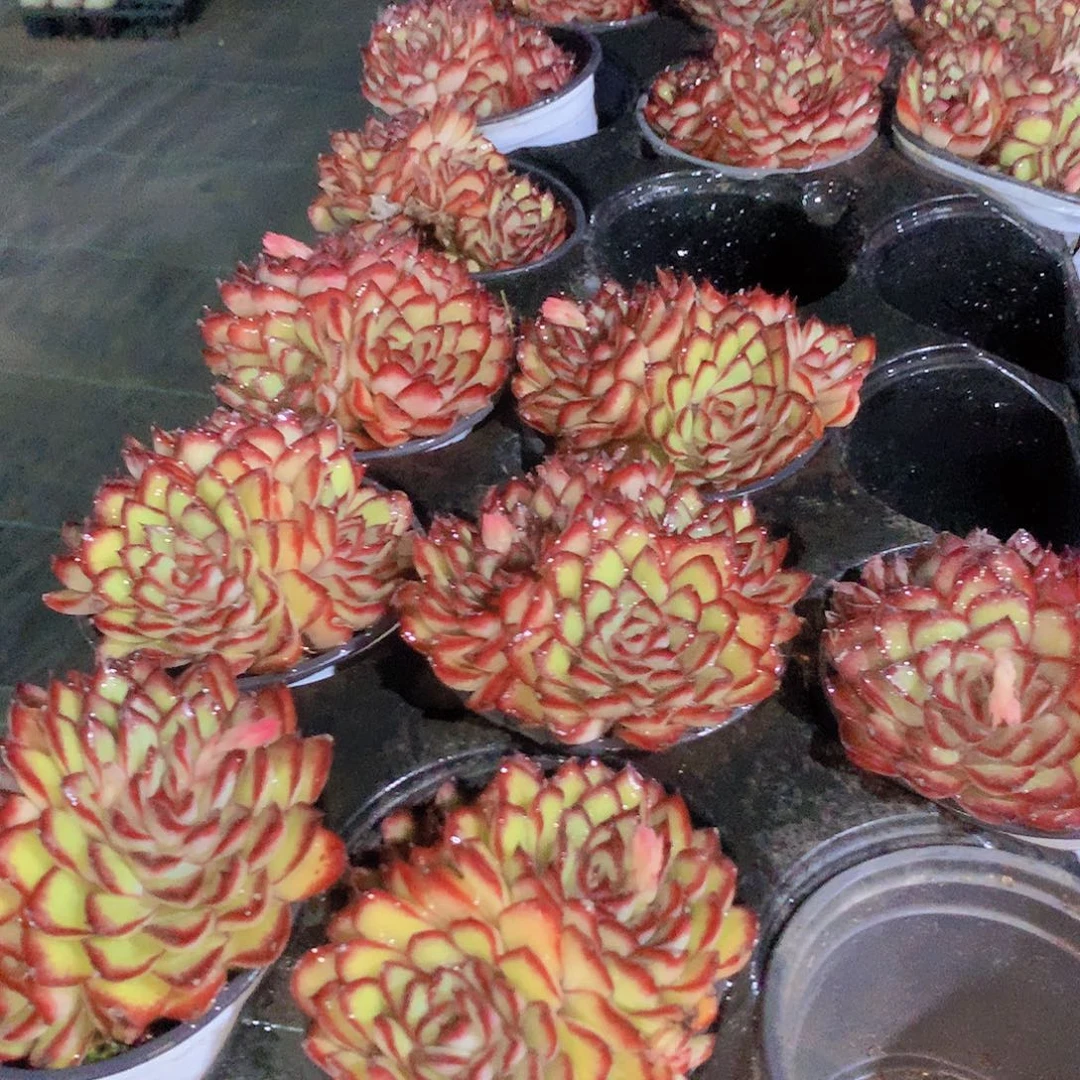 肉酱玫瑰235678990000