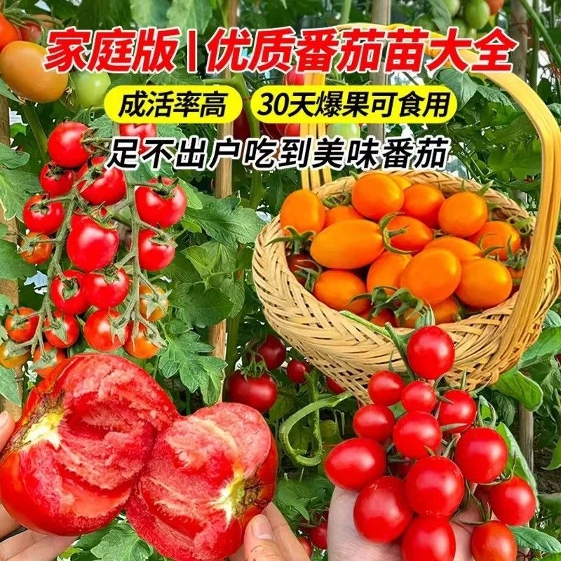 高产西红柿秧苗番茄西红柿苗圣女果蔬菜秧苗番茄种子苗带土发货