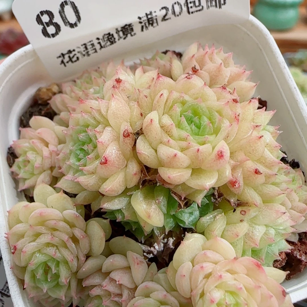 花语逸镜0915-80散