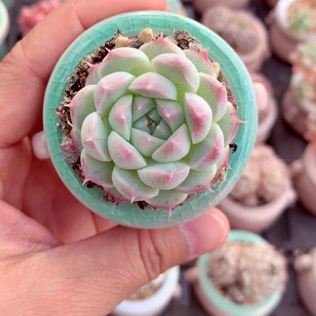 五厘米盆精控多肉月影麦秆