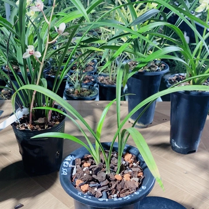 寒***雪完全开放彩虹好看