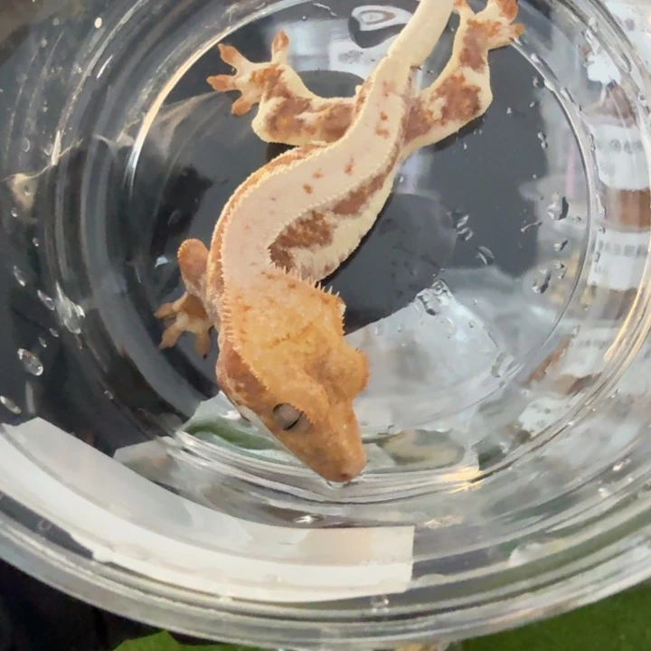 睫角守宫捷角莉莉