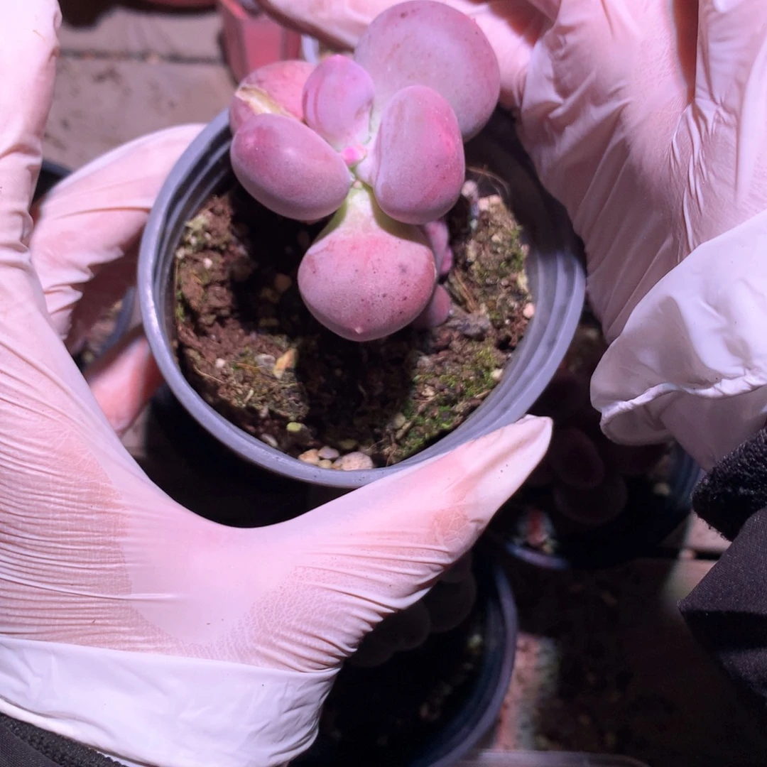 小屁桃奶酪多肉。