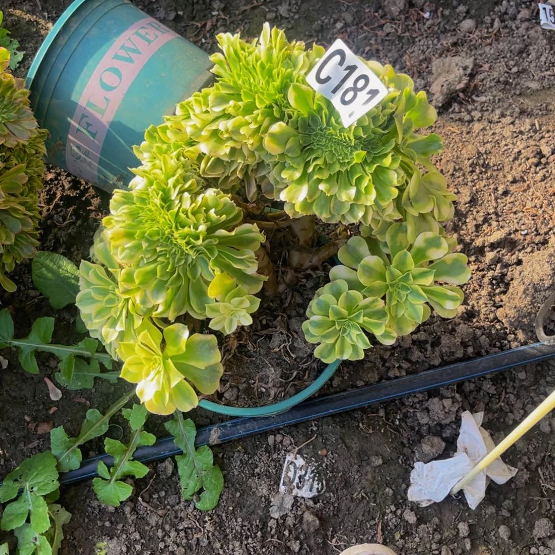 绿豆沙法师28///31包邮