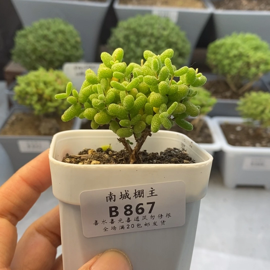 867金桔糖球枝干