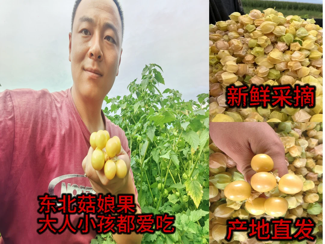 东北黑龙江菇娘果中小粒皮薄多汁嘎嘎好吃