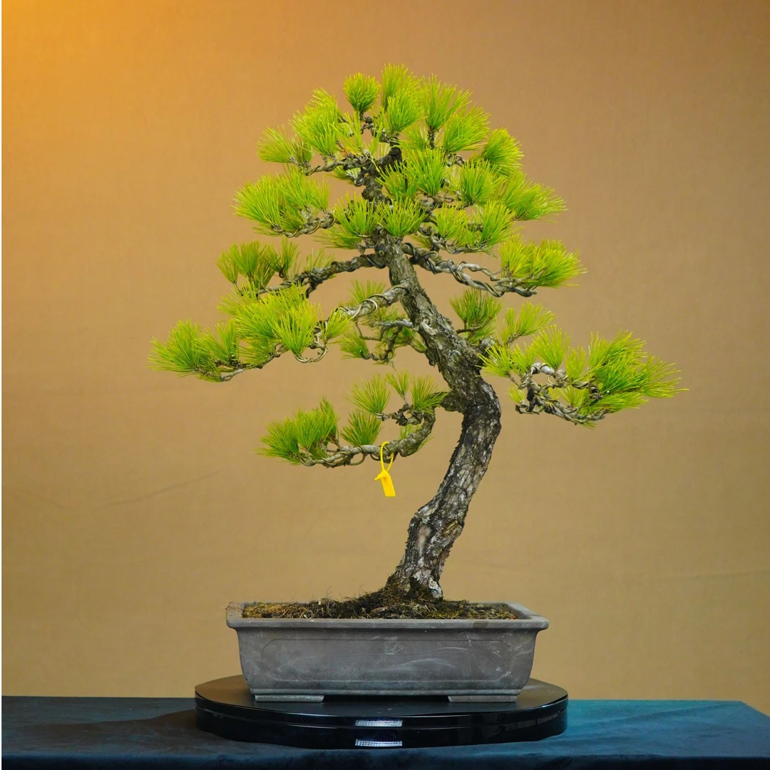 [一园盆栽］三河黑松