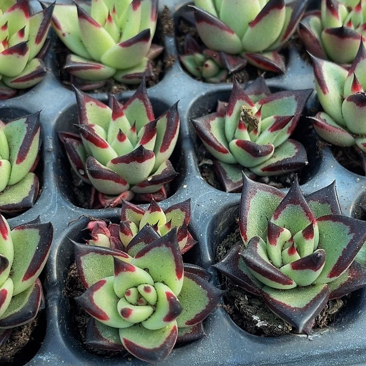 小黑乌木1元带土发