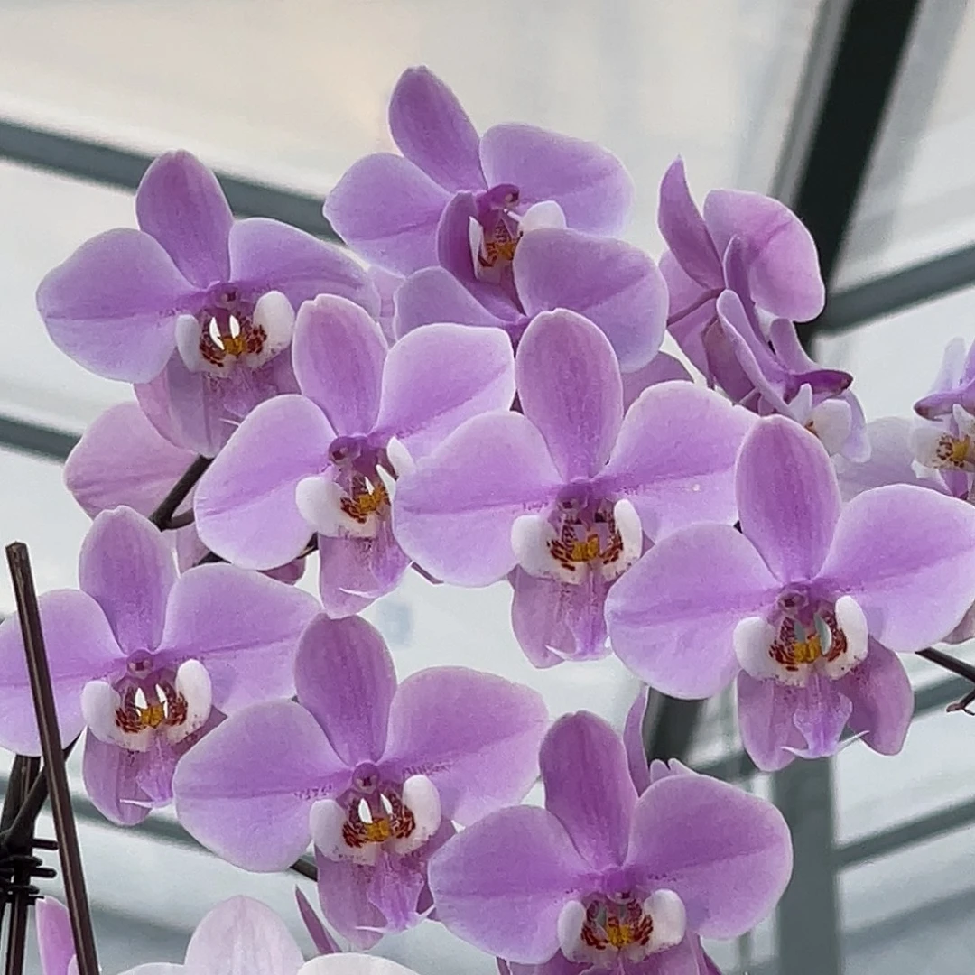 大量花朵（建议范围：8朵-15朵 或40%以上）编号1087西蕾丽雪樱