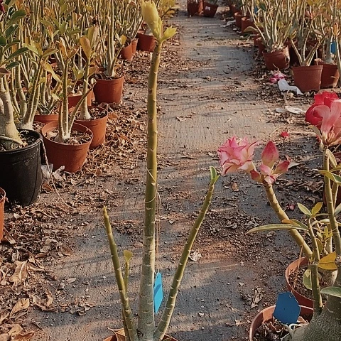 【闪购商品】催**崔绿植