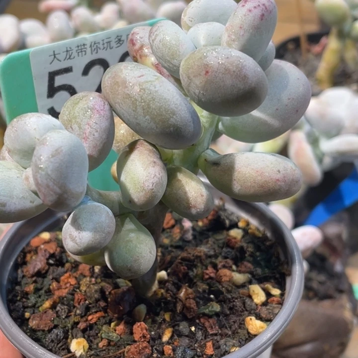 一片白锦小树523号多肉啊啊