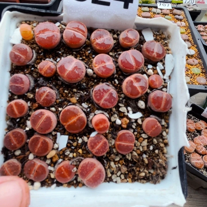 824ko带盆l l l l l l l