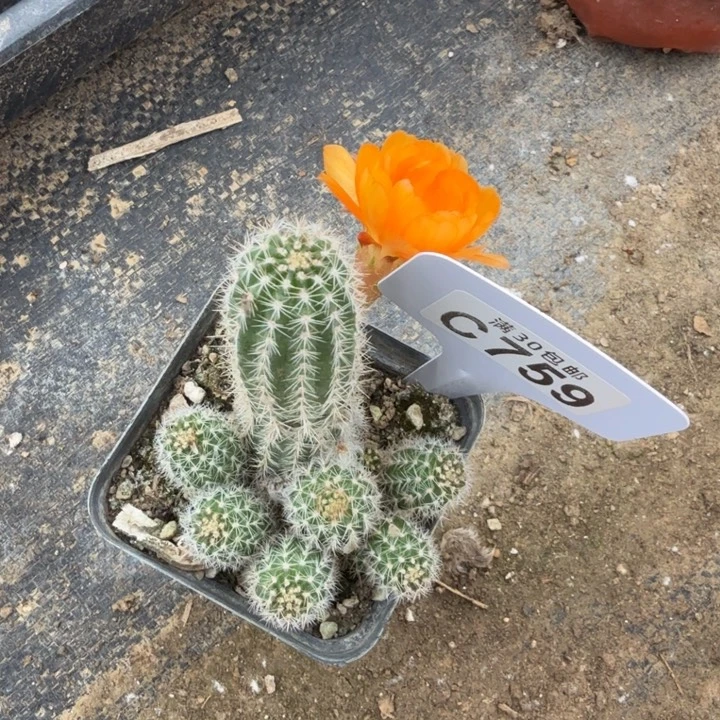 C759黄金满20包邮