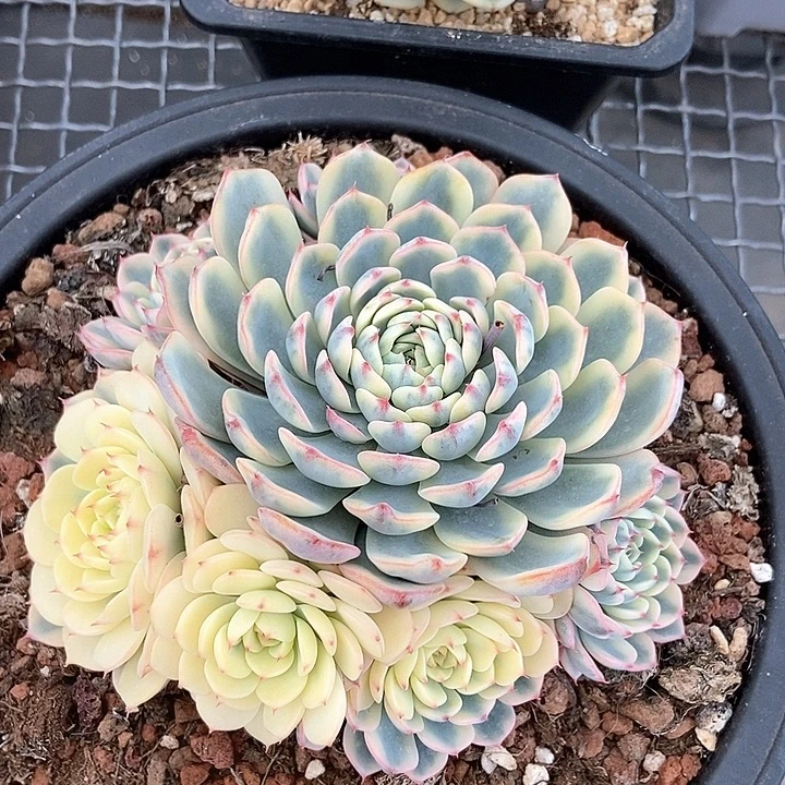 蓝姬莲锦捧花多肉的