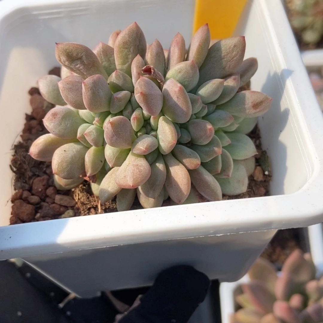 2112爱丽儿缀多肉植物保护