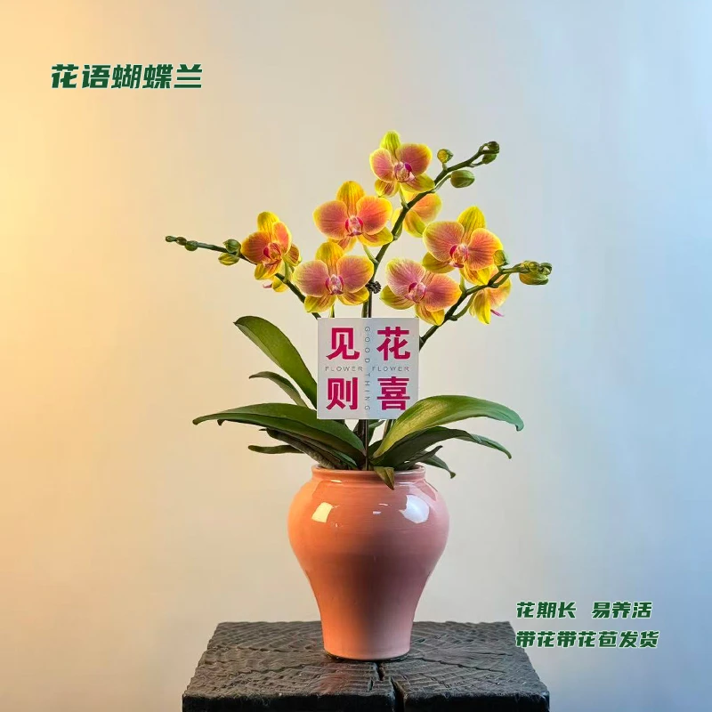 蝴蝶兰【粉千金】 带花带花苞发货 室内客厅阳台花卉 好养易活