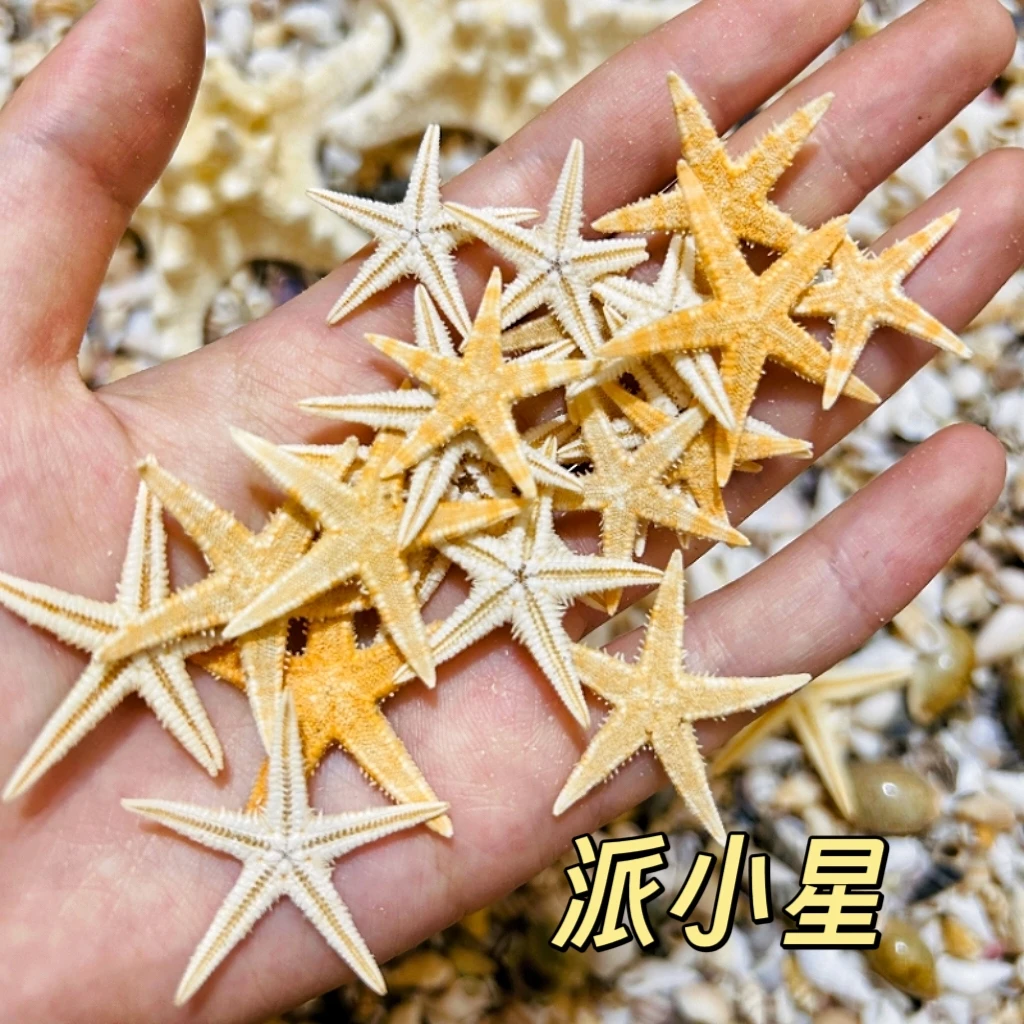 【加海星】DIY迷你天然贝壳海螺海星0.5-2cm许愿瓶装散装鱼缸造景