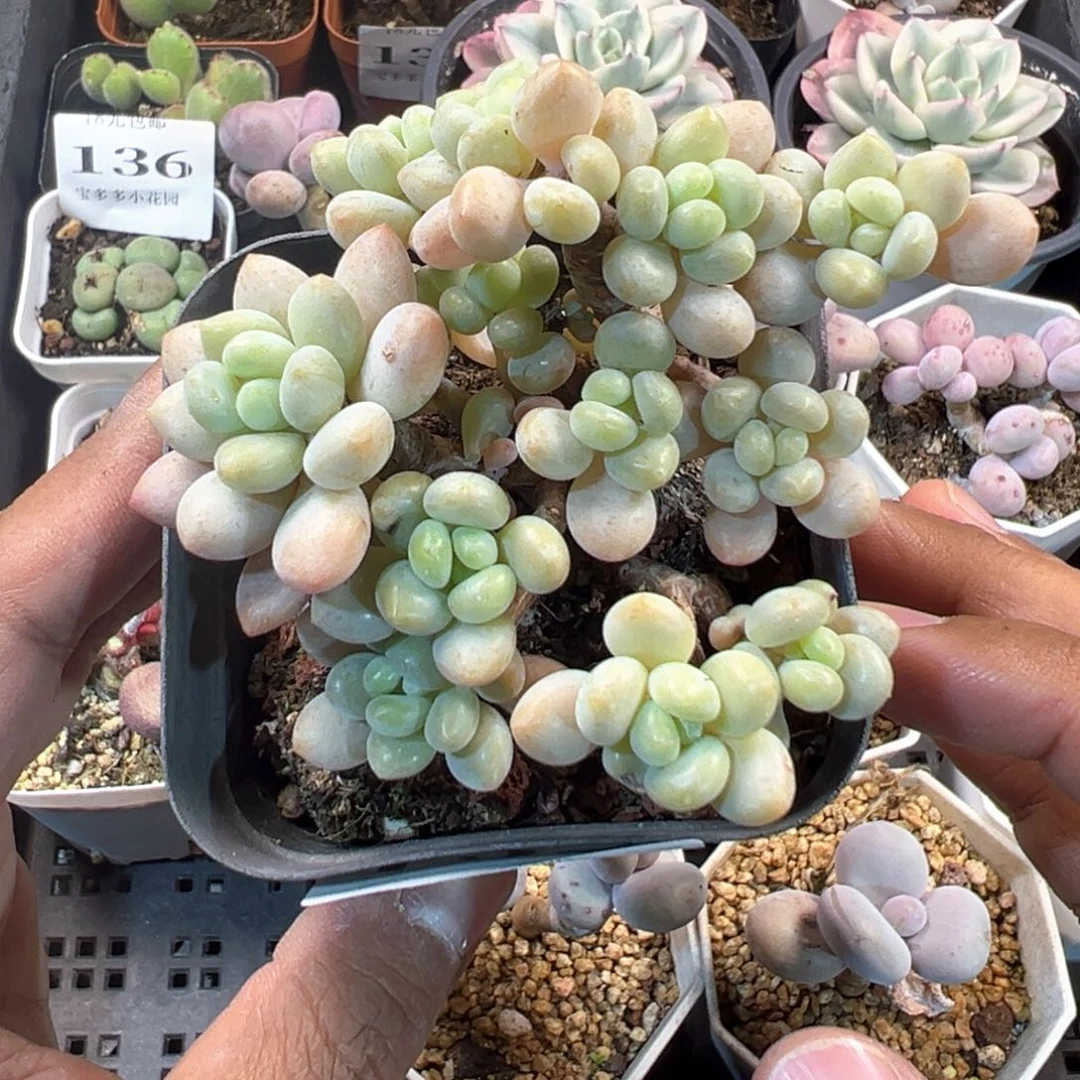 137号鱼子酱群一物一拍满18包邮