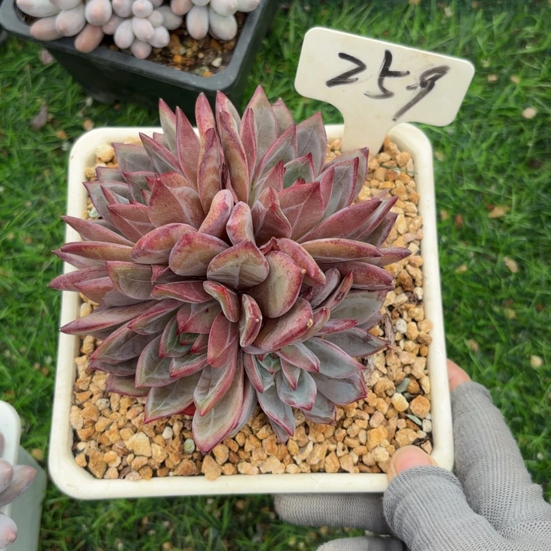 平***水259fghjikkkkkkkkkkkk