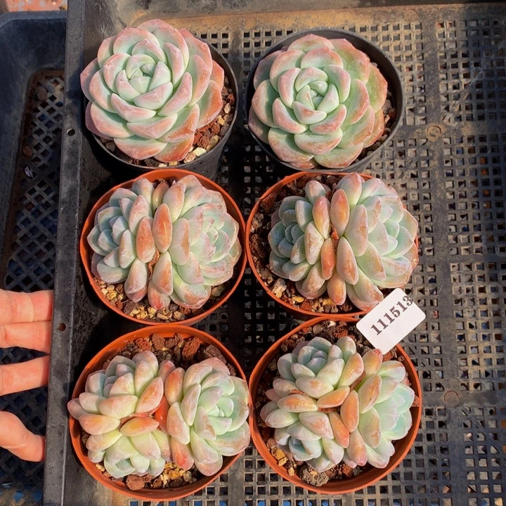 11153六个嗯嗯嗯嗯冰玉