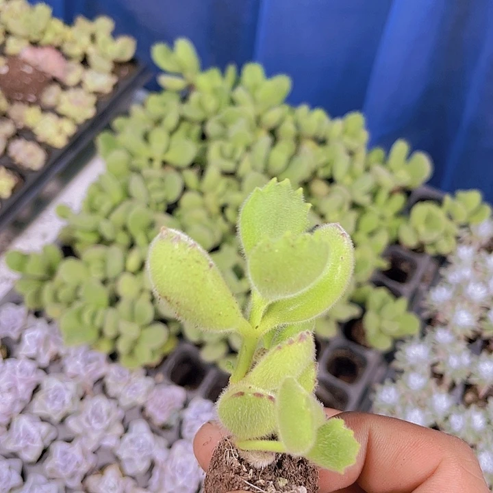 熊童子【满10颗包邮】