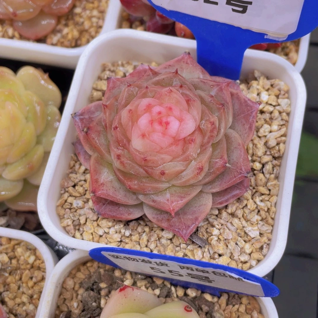 62号 全状态母本冻唇蜜