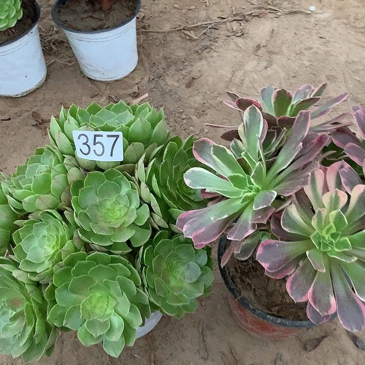 无花朵357万拉丝➕金丝缺多肉植物