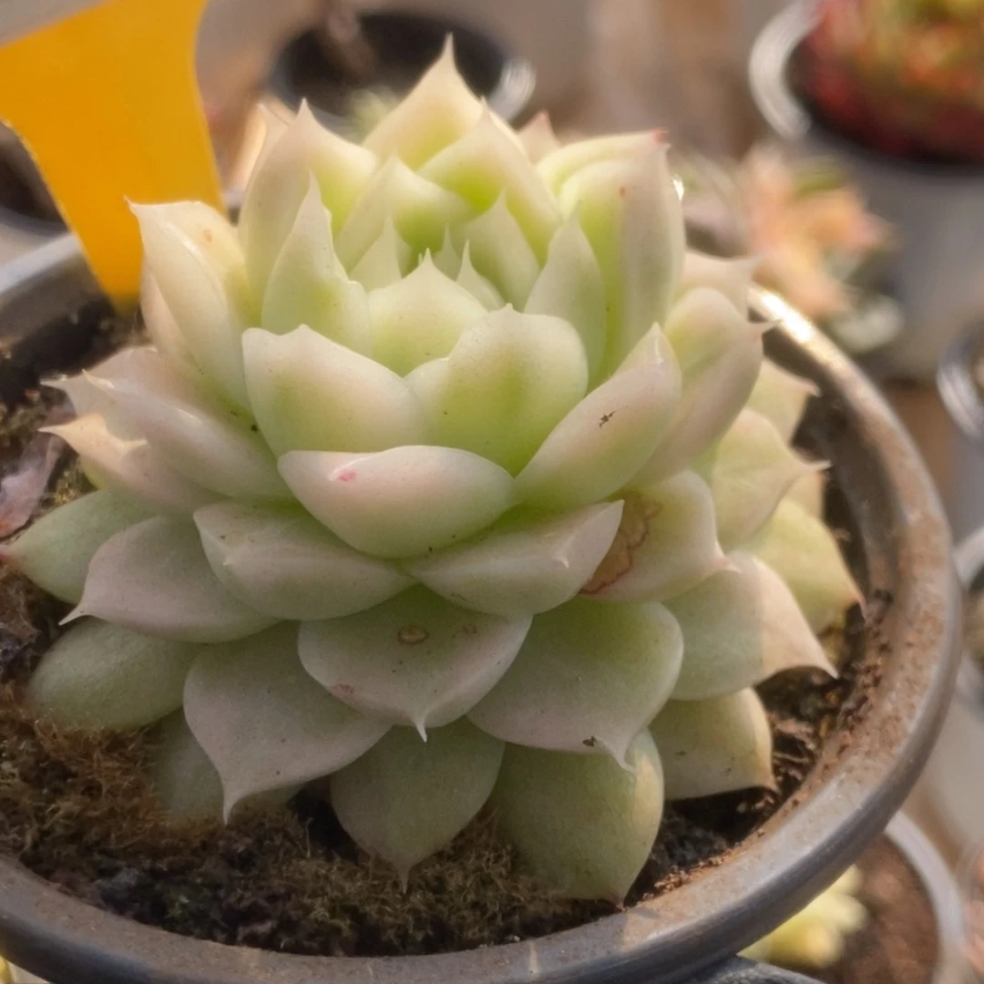 634白瓷麦杆锦锦锦锦