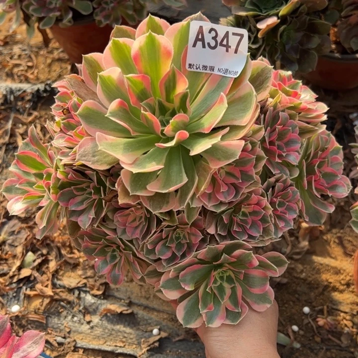 粉女郎多肉植物347.