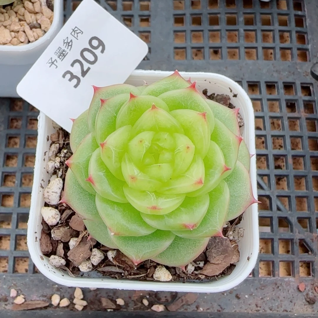 杜若珍妮，3209多肉植物
